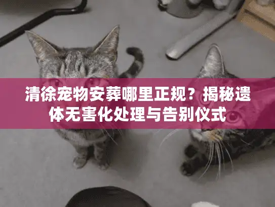 清徐宠物安葬哪里正规？揭秘遗体无害化处理与告别仪式