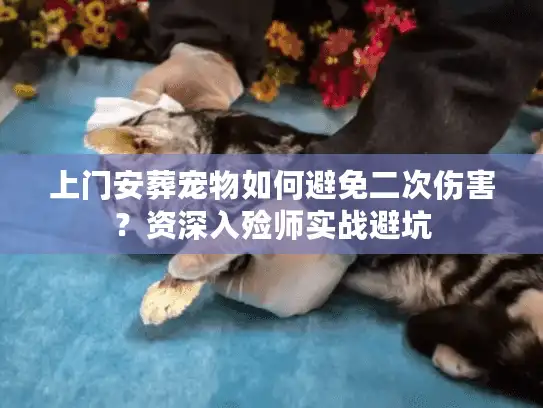 上门安葬宠物如何避免二次伤害？资深入殓师实战避坑