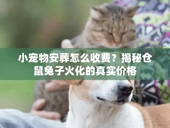 小宠物安葬怎么收费？揭秘仓鼠兔子火化的真实价格