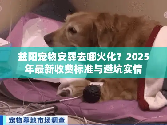 益阳宠物安葬去哪火化？2025年最新收费标准与避坑实情