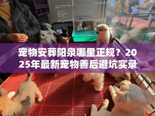 宠物安葬阳泉哪里正规？2025年最新宠物善后避坑实录