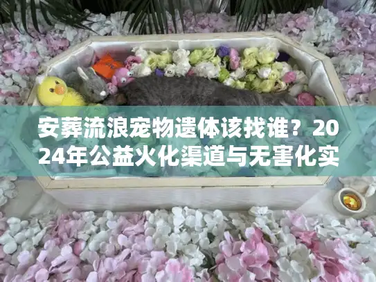 安葬流浪宠物遗体该找谁？2024年公益火化渠道与无害化实操