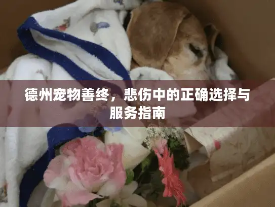 德州宠物善终，悲伤中的正确选择与服务指南