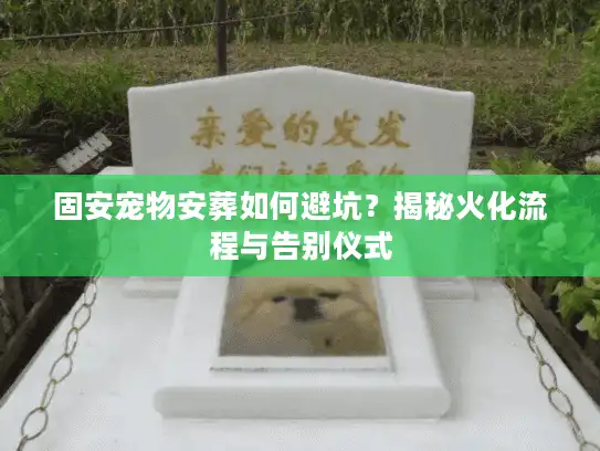 固安宠物安葬如何避坑？揭秘火化流程与告别仪式
