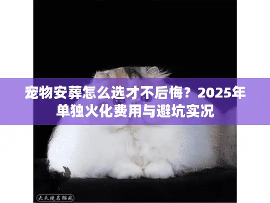 宠物安葬怎么选才不后悔？2025年单独火化费用与避坑实况
