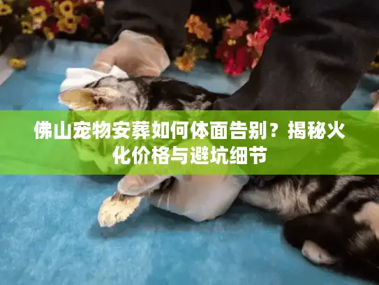 佛山宠物安葬如何体面告别？揭秘火化价格与避坑细节