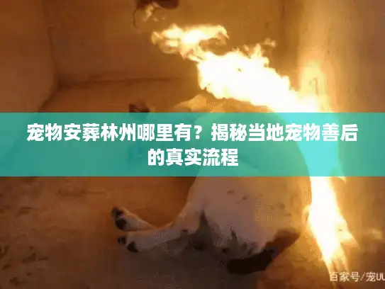 宠物安葬林州哪里有？揭秘当地宠物善后的真实流程