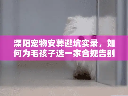 溧阳宠物安葬避坑实录，如何为毛孩子选一家合规告别厅？