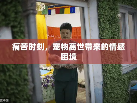 痛苦时刻，宠物离世带来的情感困境