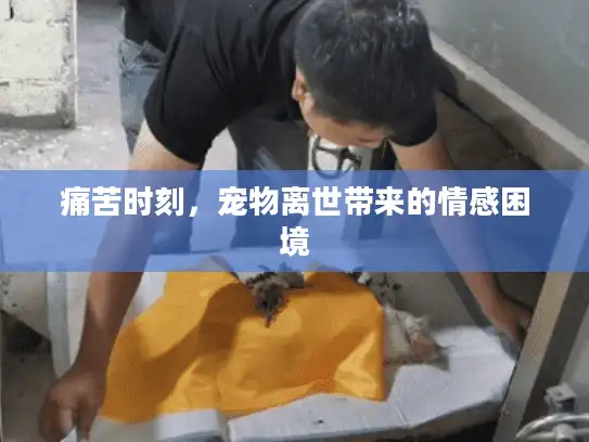 痛苦时刻，宠物离世带来的情感困境