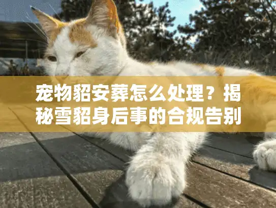 宠物貂安葬怎么处理？揭秘雪貂身后事的合规告别与避坑实录