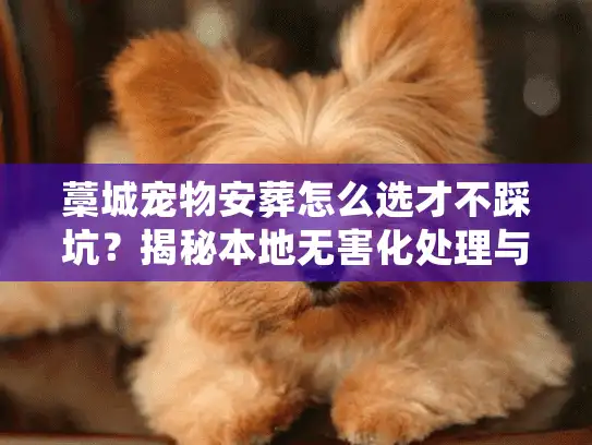 藁城宠物安葬怎么选才不踩坑？揭秘本地无害化处理与收费标准