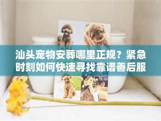 汕头宠物安葬哪里正规？紧急时刻如何快速寻找靠谱善后服务