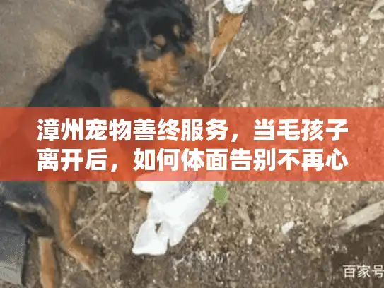 漳州宠物善终服务，当毛孩子离开后，如何体面告别不再心碎？