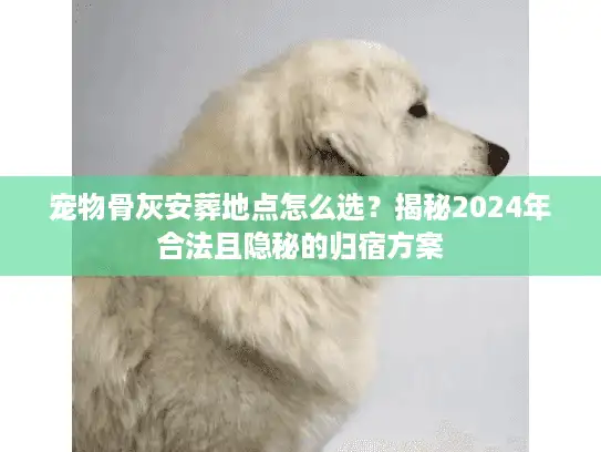 宠物骨灰安葬地点怎么选？揭秘2024年合法且隐秘的归宿方案
