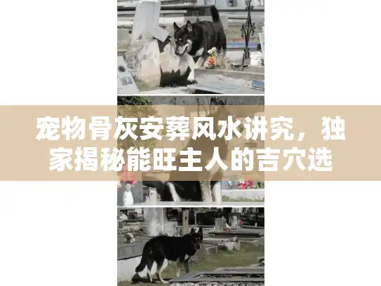 宠物骨灰安葬风水讲究，独家揭秘能旺主人的吉穴选址法
