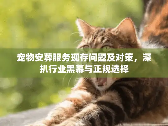 宠物安葬服务现存问题及对策，深扒行业黑幕与正规选择