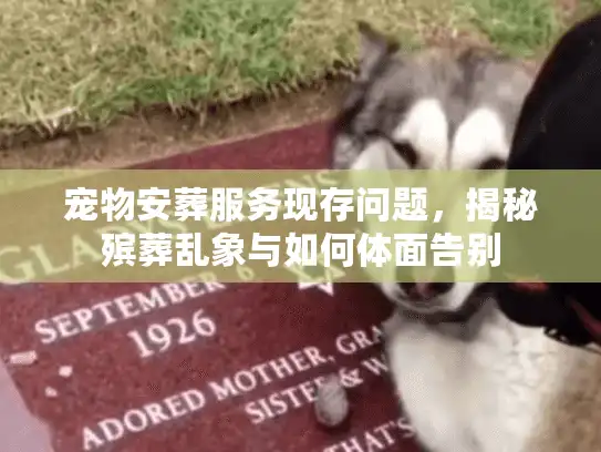 宠物安葬服务现存问题，揭秘殡葬乱象与如何体面告别