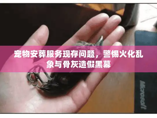 宠物安葬服务现存问题，警惕火化乱象与骨灰造假黑幕