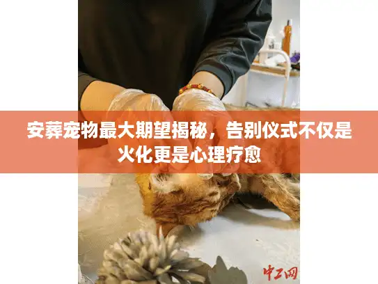 安葬宠物最大期望揭秘，告别仪式不仅是火化更是心理疗愈