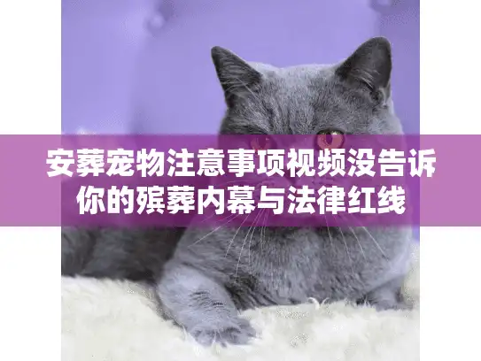 安葬宠物注意事项视频没告诉你的殡葬内幕与法律红线