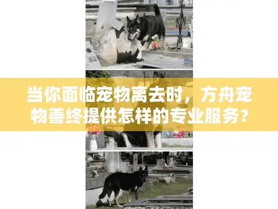 当你面临宠物离去时，方舟宠物善终提供怎样的专业服务？