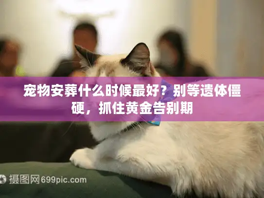 宠物安葬什么时候最好？别等遗体僵硬，抓住黄金告别期