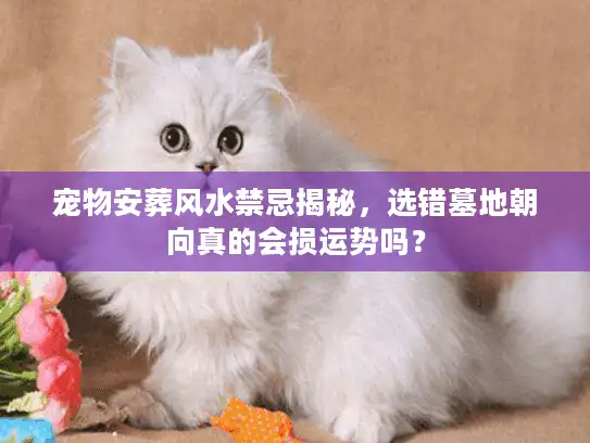 宠物安葬风水禁忌揭秘，选错墓地朝向真的会损运势吗？