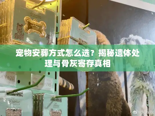 宠物安葬方式怎么选？揭秘遗体处理与骨灰寄存真相