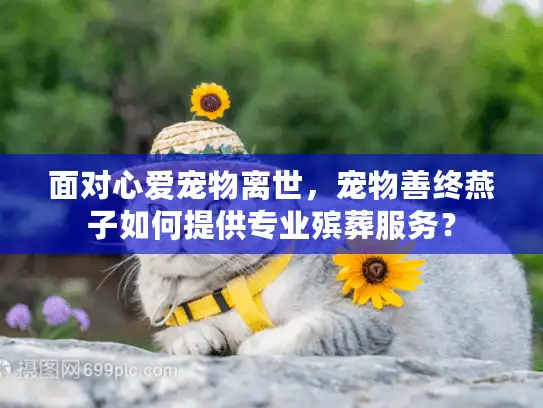 面对心爱宠物离世，宠物善终燕子如何提供专业殡葬服务？
