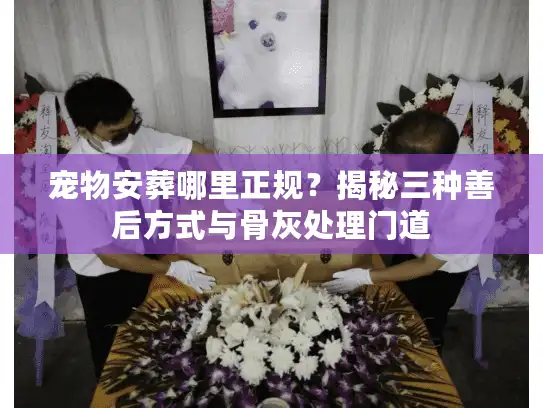 宠物安葬哪里正规？揭秘三种善后方式与骨灰处理门道