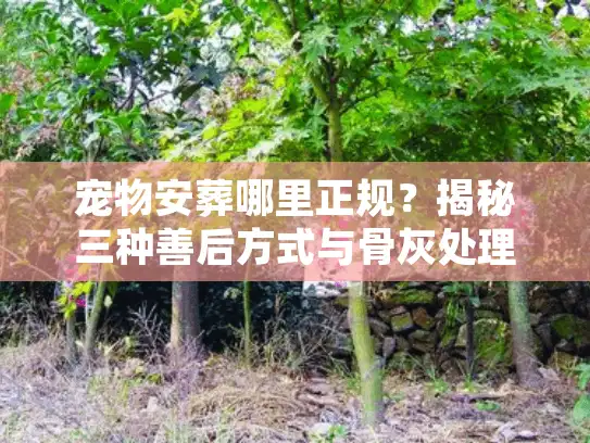 宠物安葬哪里正规？揭秘三种善后方式与骨灰处理门道