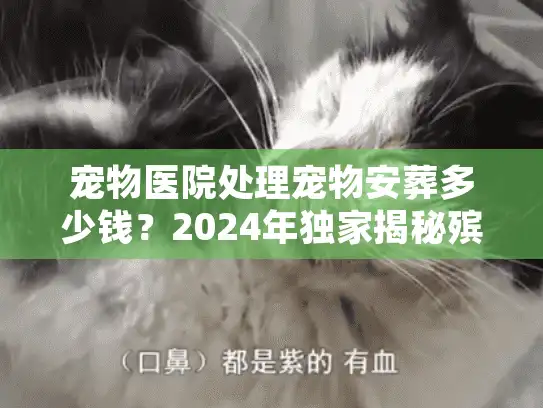 宠物医院处理宠物安葬多少钱？2024年独家揭秘殡葬服务内幕