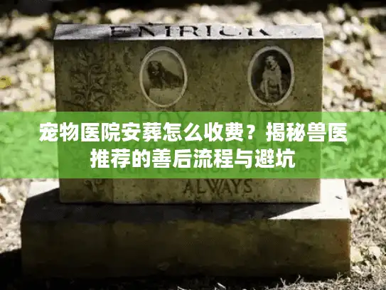宠物医院安葬怎么收费？揭秘兽医推荐的善后流程与避坑