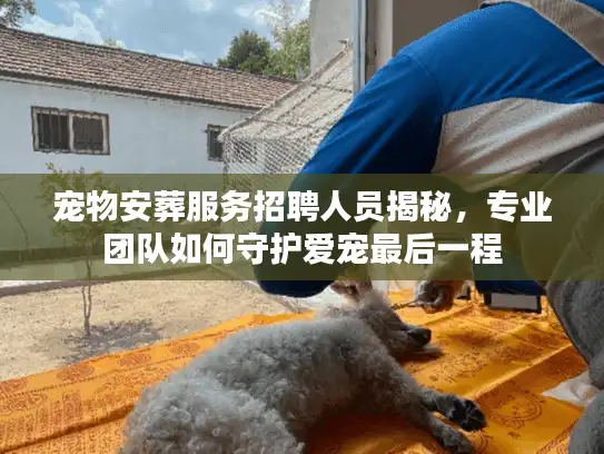 宠物安葬服务招聘人员揭秘，专业团队如何守护爱宠最后一程