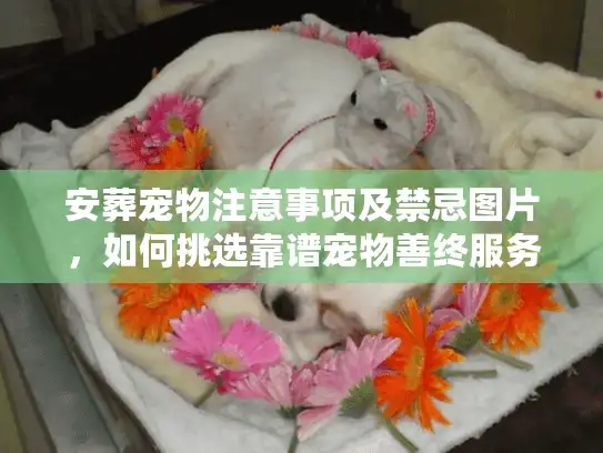 安葬宠物注意事项及禁忌图片，如何挑选靠谱宠物善终服务？