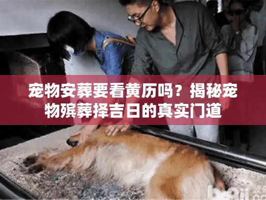 宠物安葬要看黄历吗？揭秘宠物殡葬择吉日的真实门道