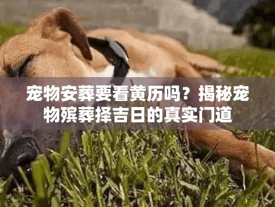 宠物安葬要看黄历吗？揭秘宠物殡葬择吉日的真实门道