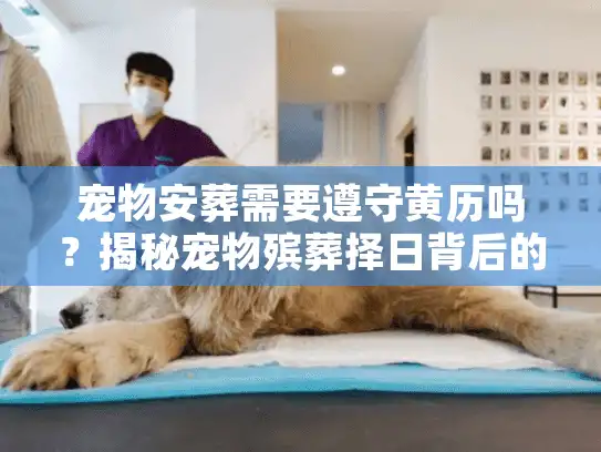 宠物安葬需要遵守黄历吗？揭秘宠物殡葬择日背后的心理真相