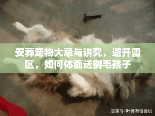 安葬宠物大忌与讲究，避开雷区，如何体面送别毛孩子