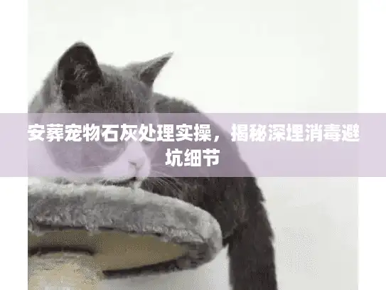 安葬宠物石灰处理实操，揭秘深埋消毒避坑细节