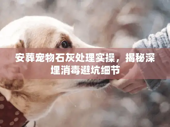 安葬宠物石灰处理实操，揭秘深埋消毒避坑细节