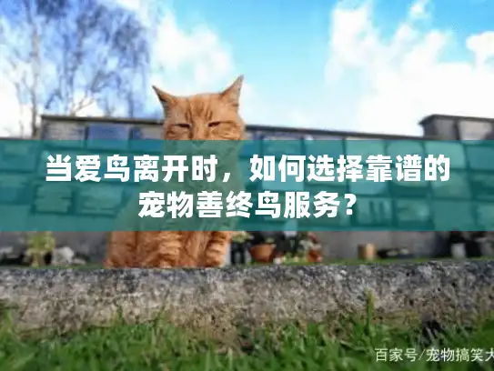 当爱鸟离开时，如何选择靠谱的宠物善终鸟服务？