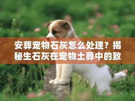 安葬宠物石灰怎么处理？揭秘生石灰在宠物土葬中的致命误区与正确用法