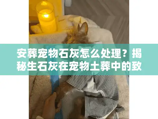 安葬宠物石灰怎么处理？揭秘生石灰在宠物土葬中的致命误区与正确用法