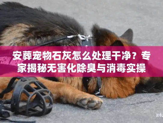 安葬宠物石灰怎么处理干净？专家揭秘无害化除臭与消毒实操