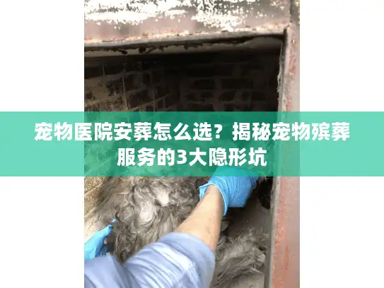宠物医院安葬怎么选？揭秘宠物殡葬服务的3大隐形坑