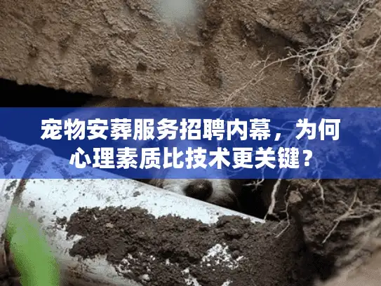 宠物安葬服务招聘内幕，为何心理素质比技术更关键？