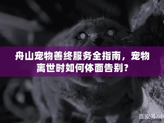 舟山宠物善终服务全指南，宠物离世时如何体面告别？
