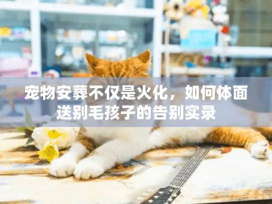 宠物安葬不仅是火化，如何体面送别毛孩子的告别实录